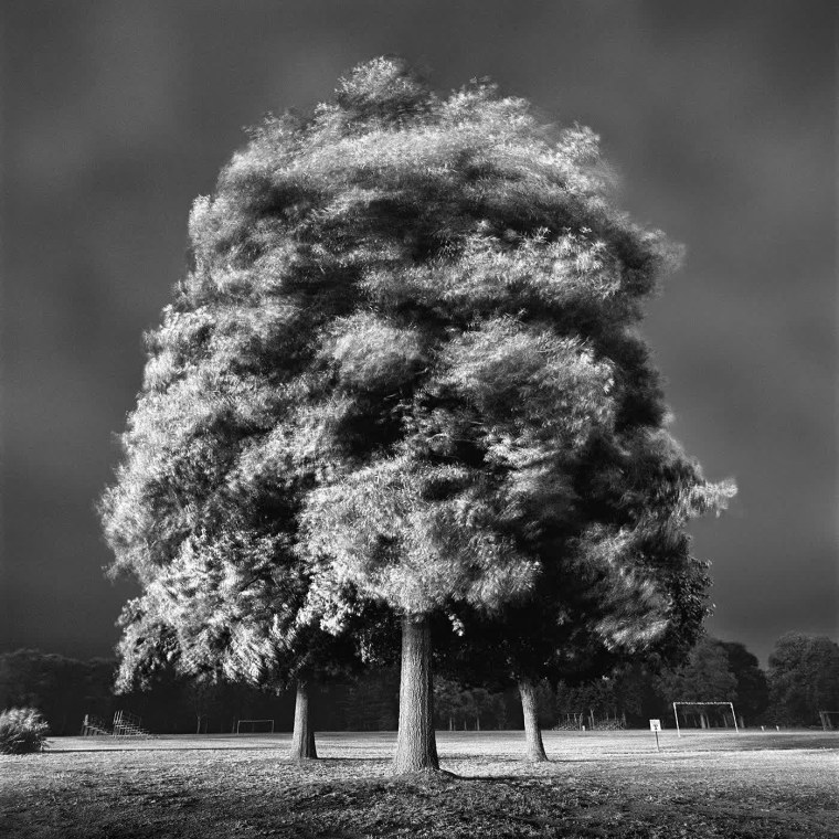 Дерево черно белое