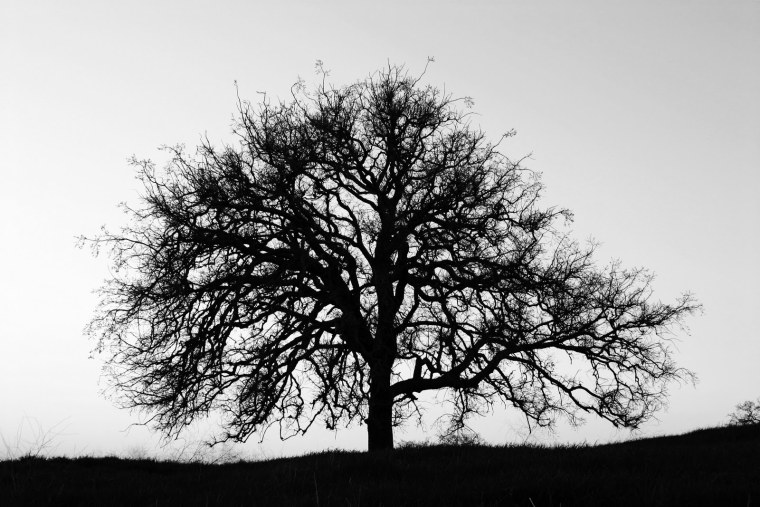 Черное дерево