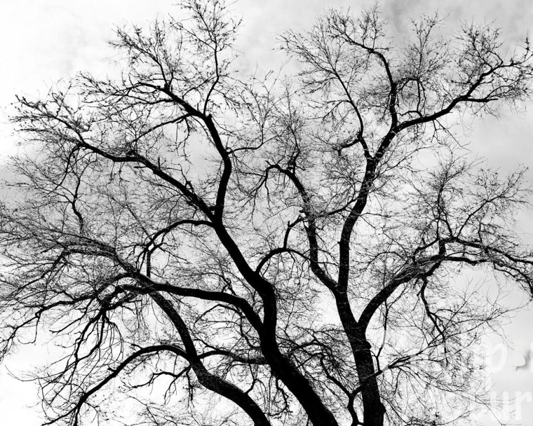 Дерево черно белое