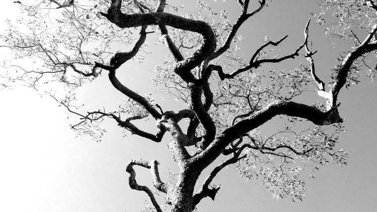 Силуэт дерева