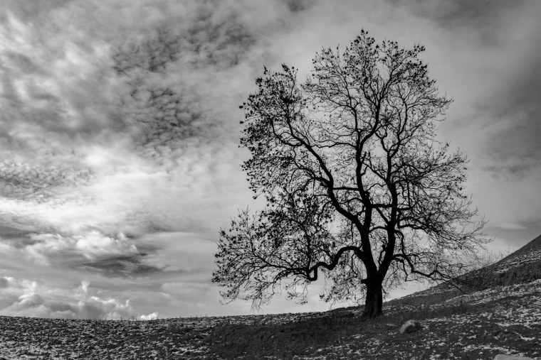 Дерево черно белое