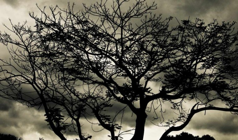 Темное дерево