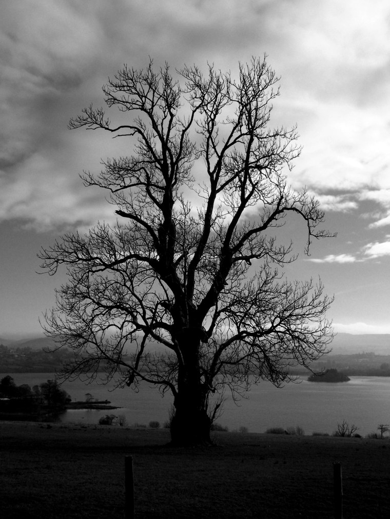 Черное дерево