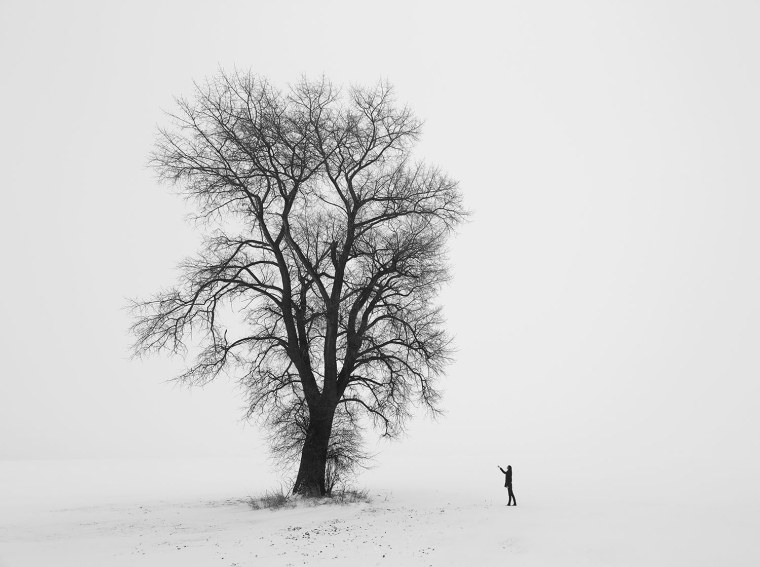 Дерево черное белое