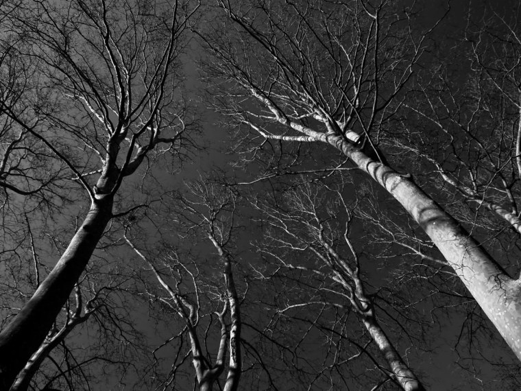 Дерево черно белое
