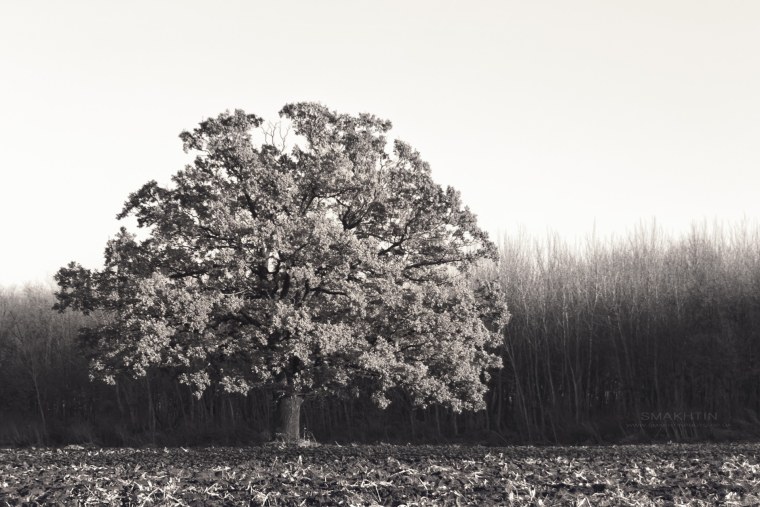 Дерево черное белое