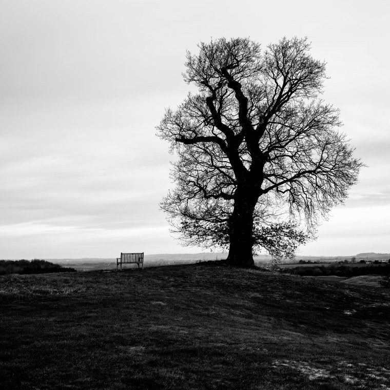 Красивое черное дерево