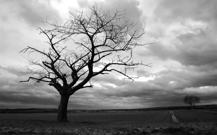 Засохшее дерево