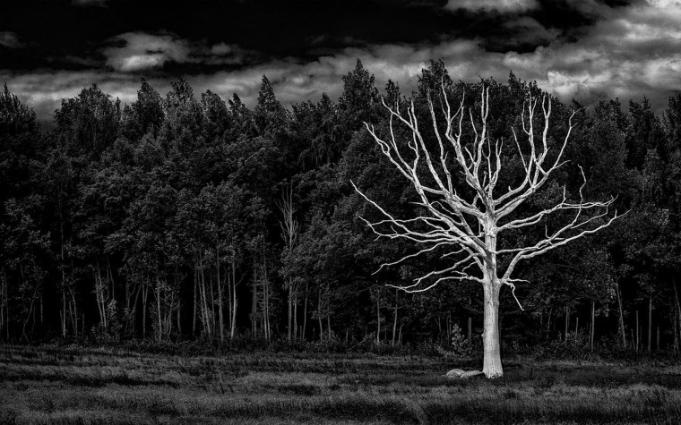 Мрачное дерево