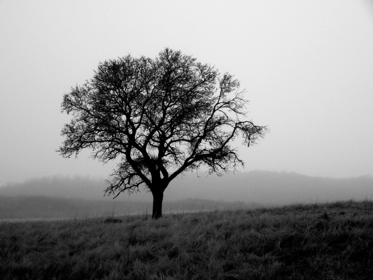 Мрачное одинокое дерево