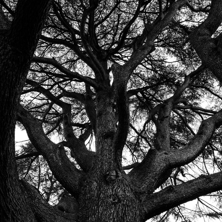 Дерево черно белое фото