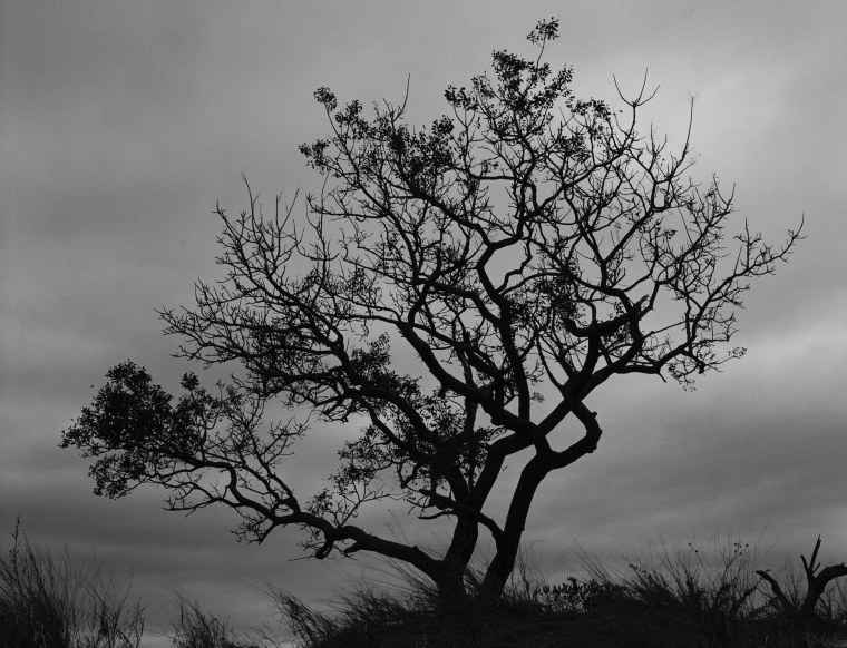 Черное дерево