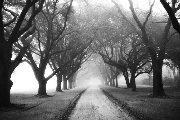 Черно белый пейзаж деревья