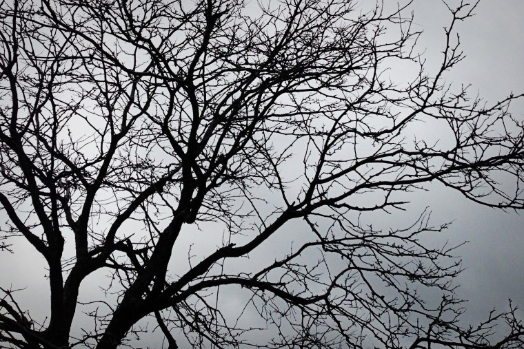 Черное дерево