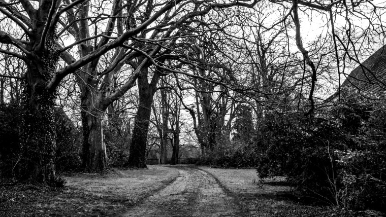 Дерево черно белое