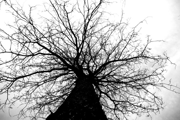 Дерево черно белое