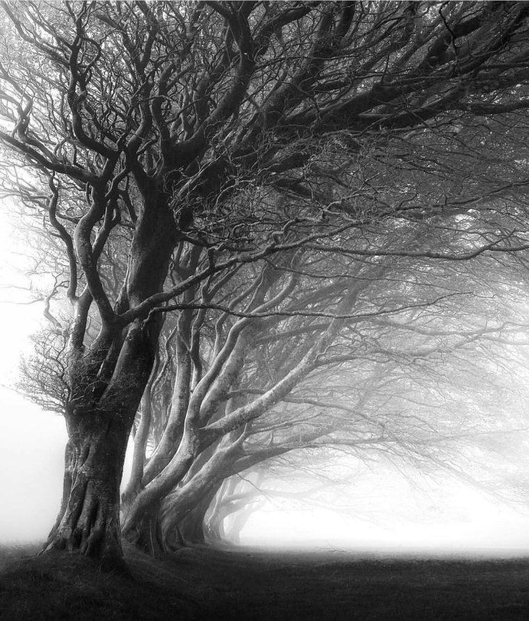Дерево черное белое