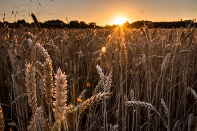 Летней ночью на рассвете