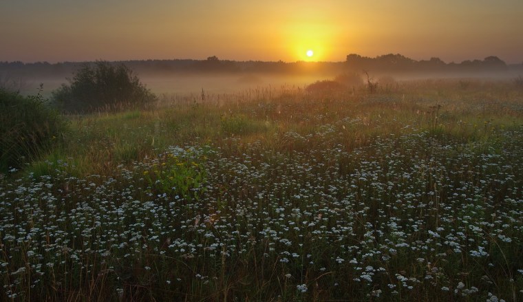 Нива колосья