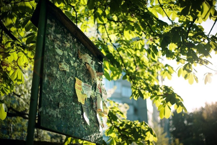 Поле с колосьями