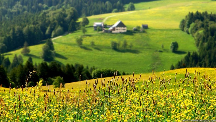 Красивый лес