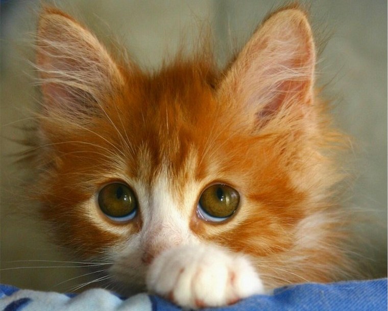 Смешной рыжий котенок