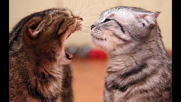 Сохраняйте спокойствие это всех бесит