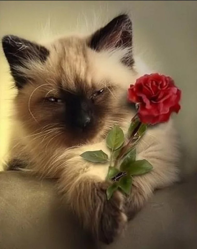 Котики цвета