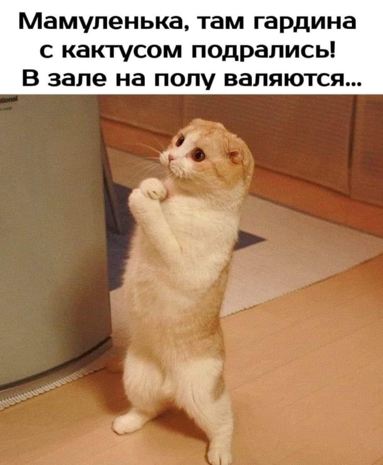 Позязя кот