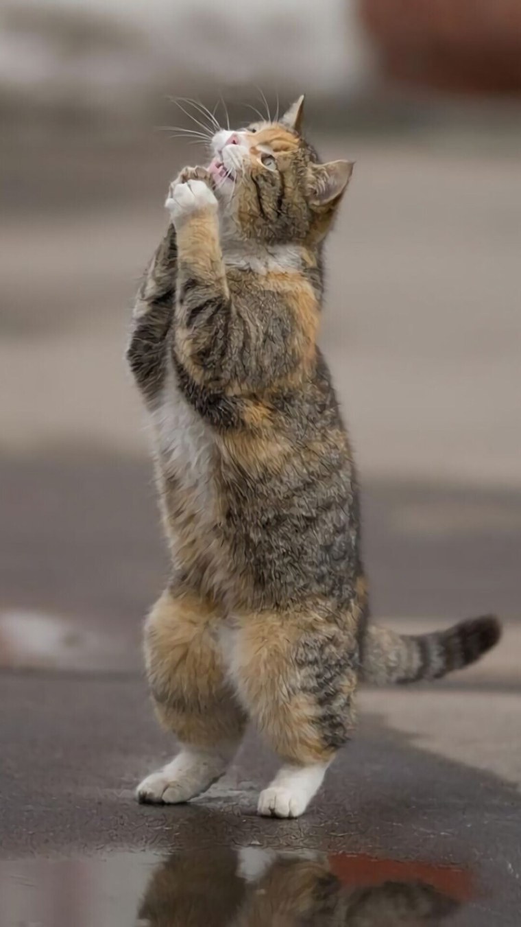 Котики смешные