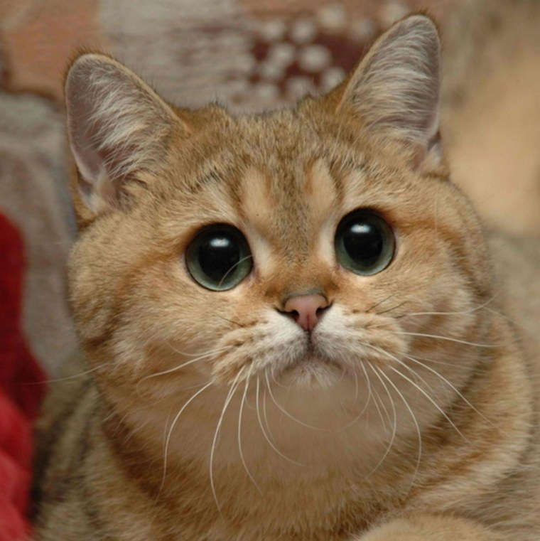 Мем с котом Пидрила