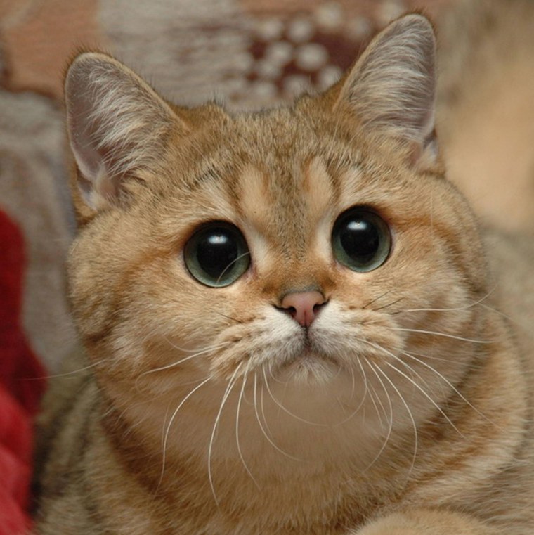 Вадим Пидрила