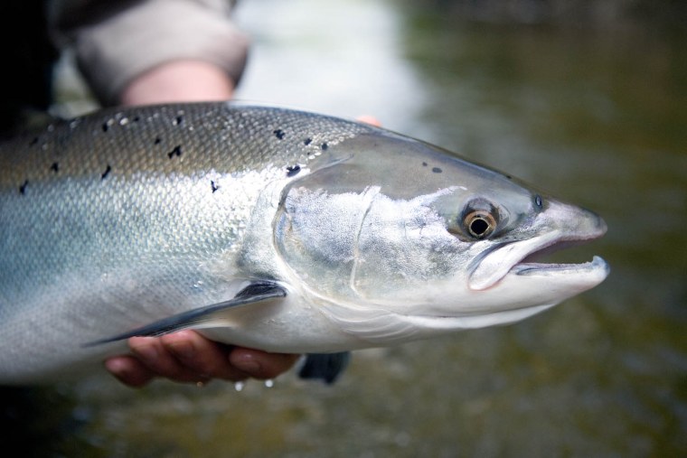 Лосось Salmo Salar.