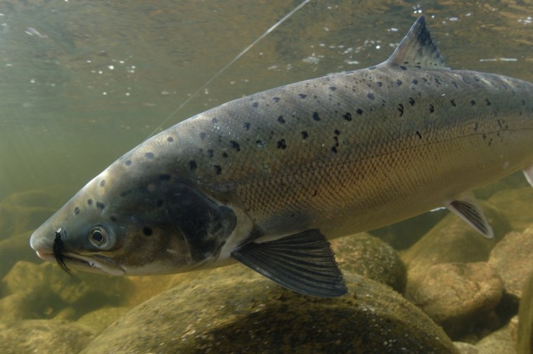 Чавыча дикий лосось