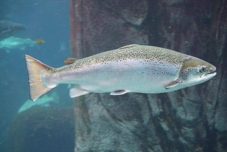 Атлантический лосось семга