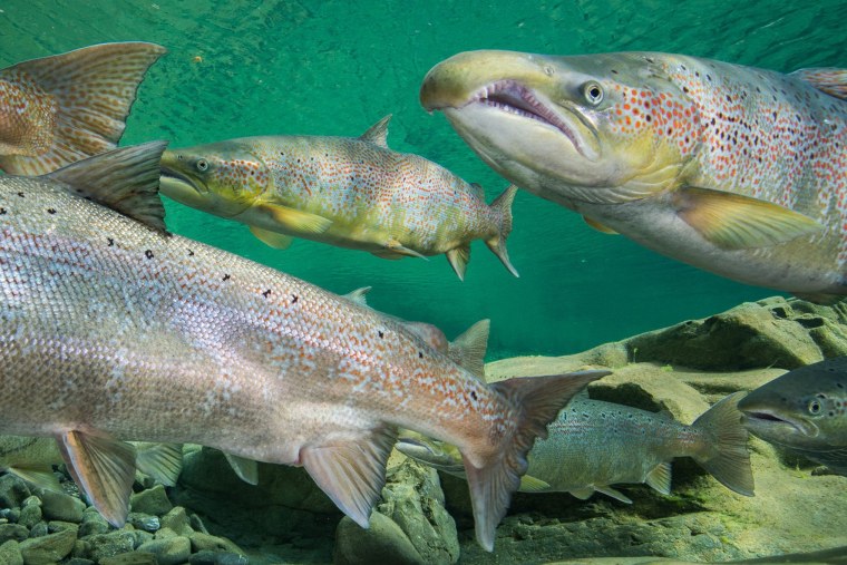 Кумжа атлантическая