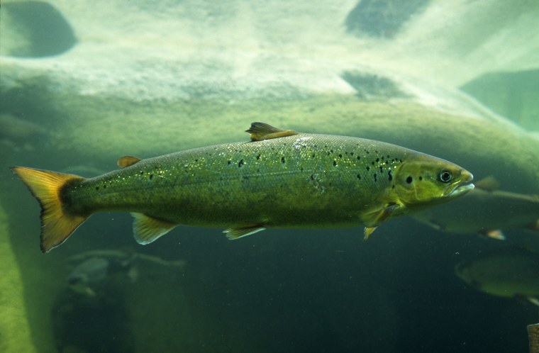 Озерный лосось