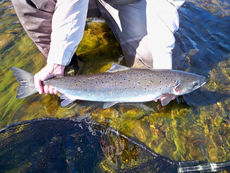 Таймень чавыча