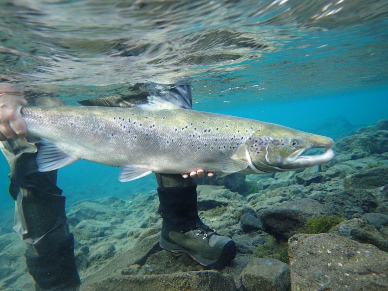 Семга чавыча кумжа