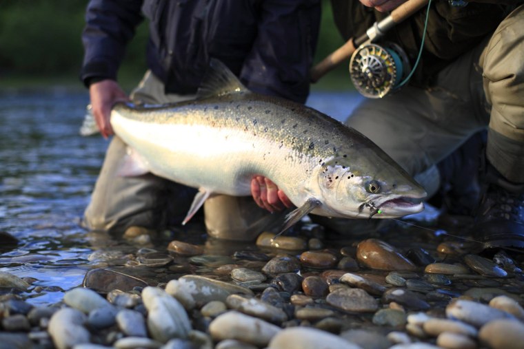 Чавыча Речная