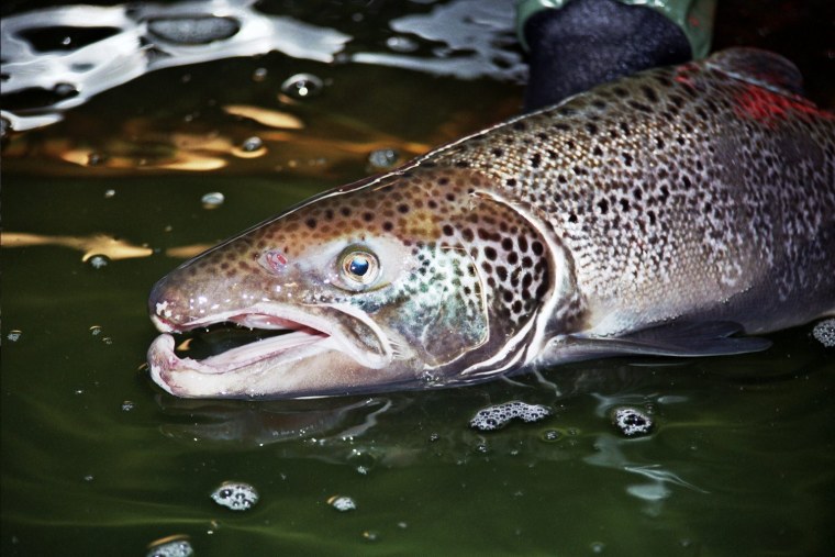 Озерный лосось