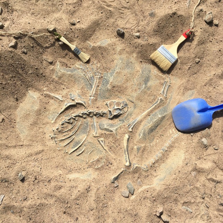 Археологическая находка останки динозавров