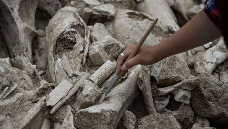 Археологические раскопки в Воронежской области