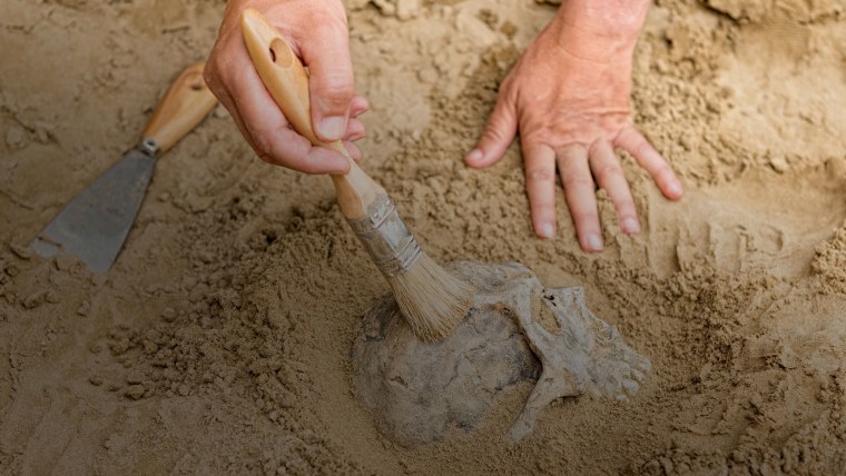 Кисточка археолога