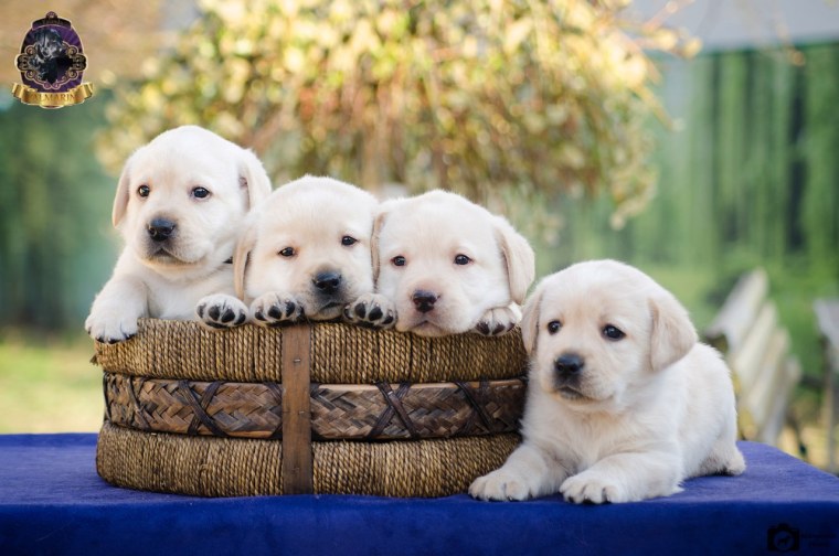 Лабрадор ретривер маленький щенок