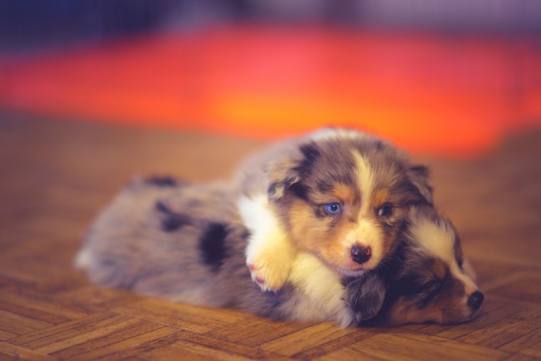 Австралийская овчарка + померанский шпиц