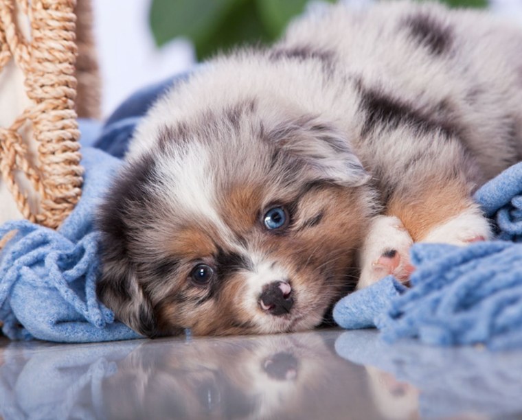 Милые котята и щенки