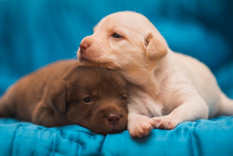 Красивые щенки