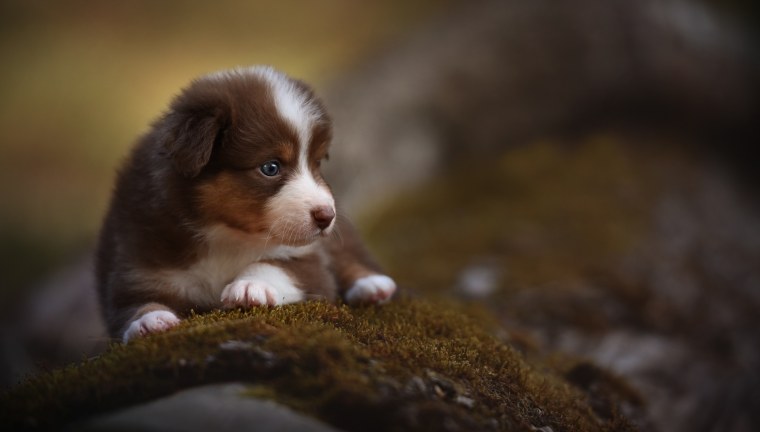 Милый щенок