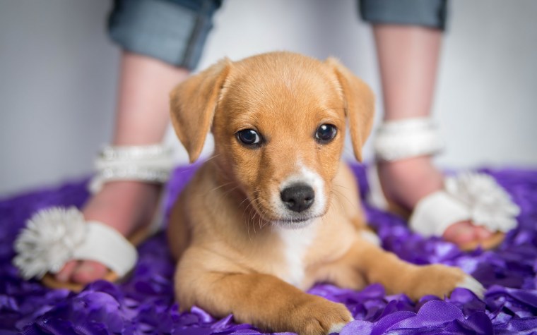 Красивые щенки